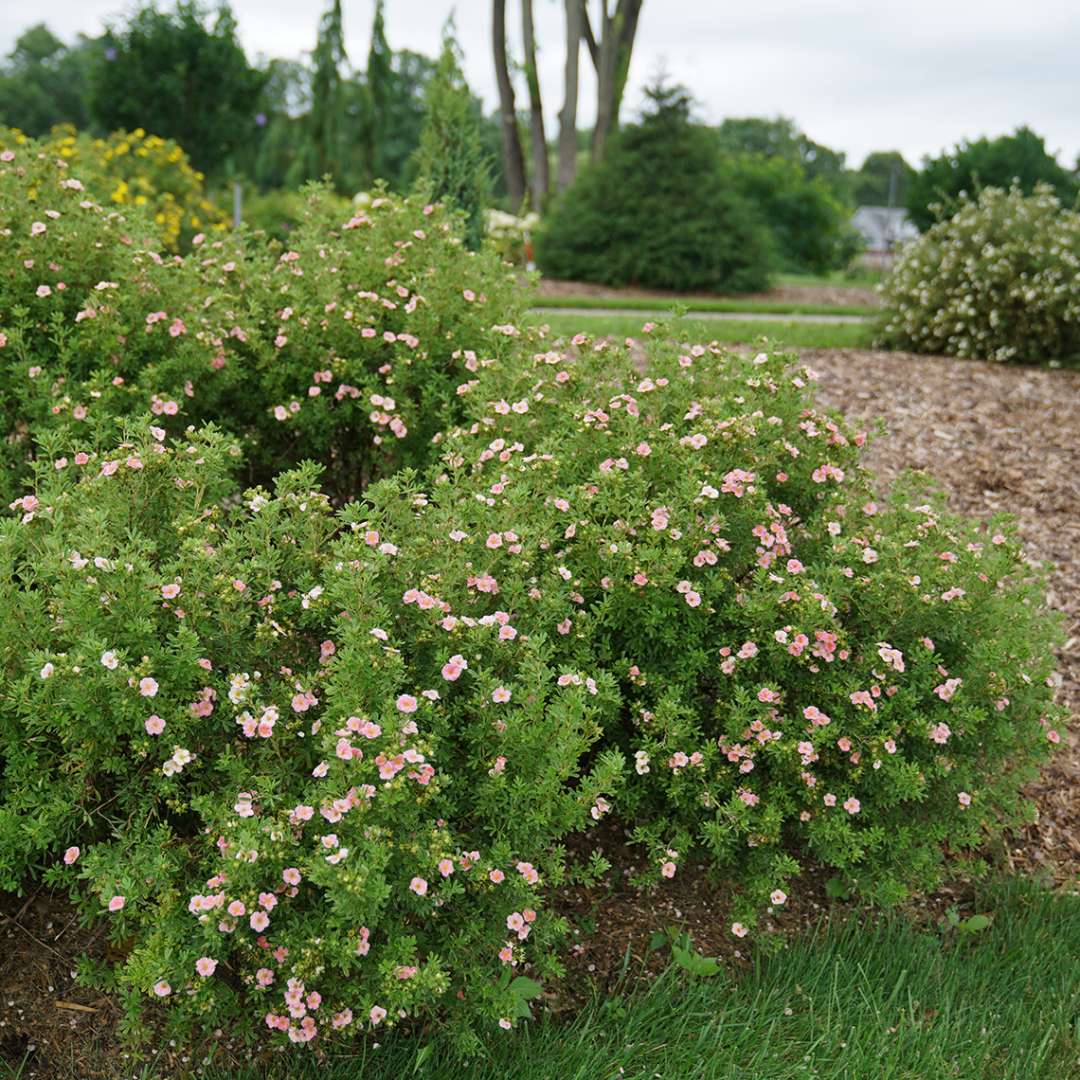 Mass landscape planting of Happy Face Pink Paradise potentilla